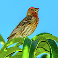 Singing House Finch